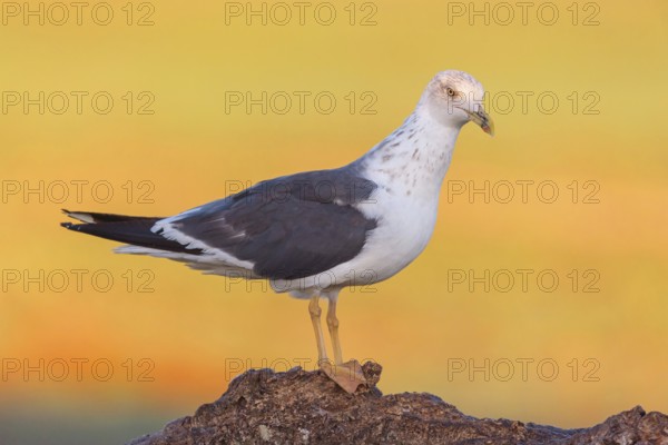 Yellow-legged gull (Larus michahellis), Hides De Calera / Steppe Raptors, Calera Y Chozas, Castilla