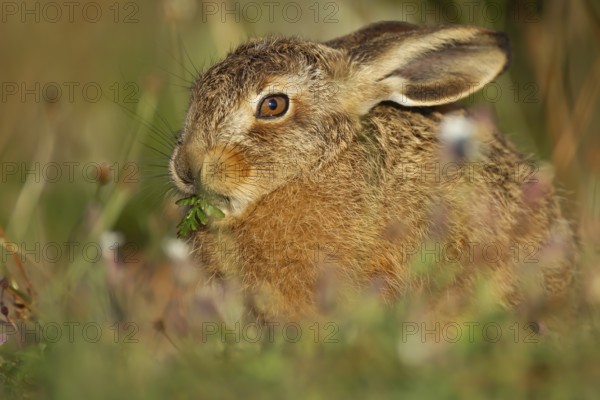 European brown hare (Lepus europaeus) juvenile baby leveret animal feeding in grassland in summer,