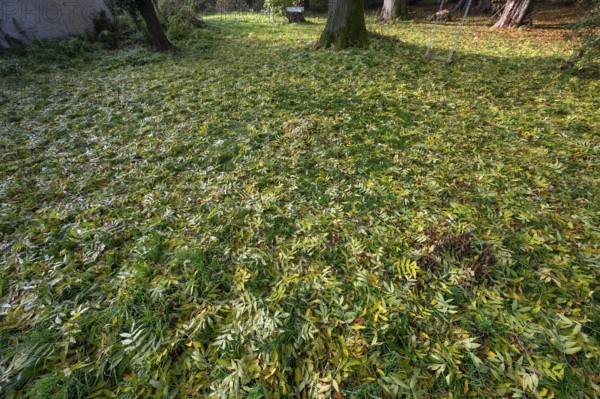 Fallen autumn leaves of a European ash (Fraxinus excelsior), Mecklenburg-Western Pomerania,