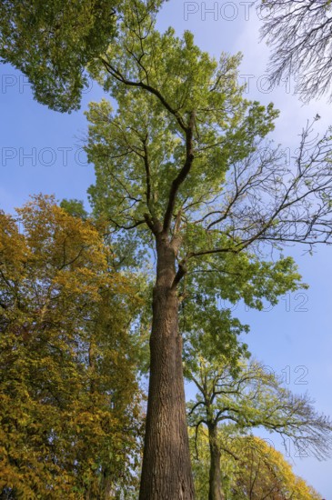 Hundred-year-old ash tree (Fraxinus excelsior) on the Othenstorf estate, Mecklenburg-Western