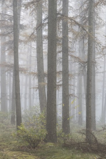 Fog in the larch forest (Larix decidua), Emsland, Lower Saxony, Germany, Europe