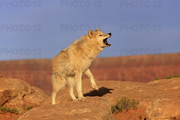 Wolf, (Canis lupus), adult, howling, rock, stone, Monument Valley, Utah, USA, North America