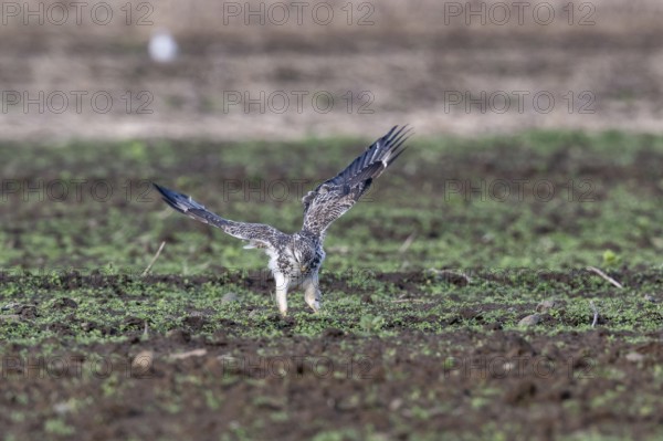 Common buzzard (Buteo buteo), Emsland, Lower Saxony, Germany, Europe