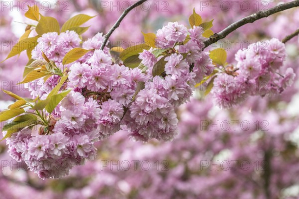 Japanese flowering cherry (Prunus serrulata Kanzan), Emsland, Lower Saxony, Germany, Europe