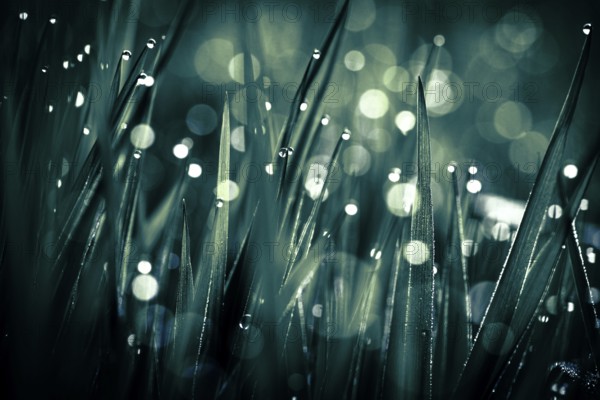 Blades of grass in detail with dewdrops, Mindelheim, Bavaria, Germany, Europe