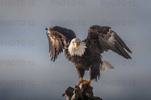 Bald eagle, Haliaeetus leucocephalus, sitting, winged, adult, winter, Homer, Alaska, USA, North