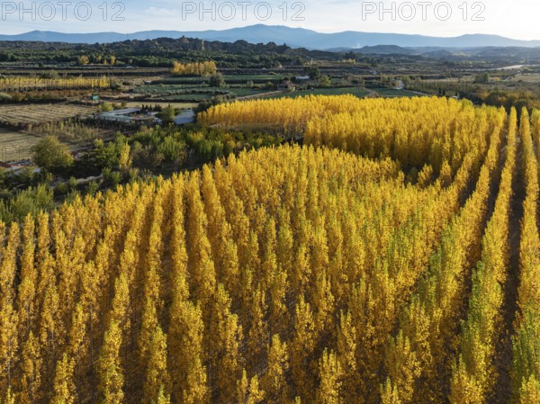 European Aspen (Populus tremula) in autumnal colours. Cultivated for timber. Aerial view. Drone