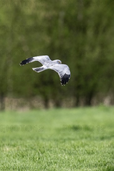 Hen harrier (Circus cyaneus), Emsland, Lower Saxony, Germany, Europe