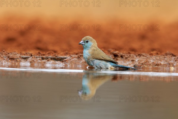 Angolan butterfly finch (Uraeginthus angolensis), blue-eared butterfly finch, adult, at the water,