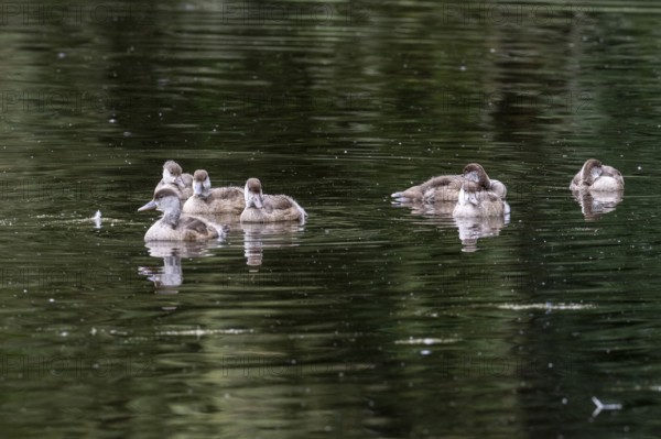Young red-crested pochards (Netta rufina), Baden-Württemberg, Germany, Europe