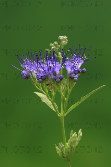 Clandon caryopteris (caryopteris x clandonensis), flower, flowering, Germany, Europe