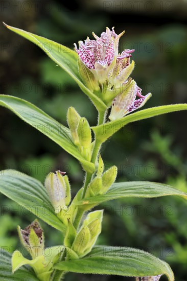 Bristly toad lily (Tricyrtis hirta), flowering, flower, Ellerstadt, Germany, Europe