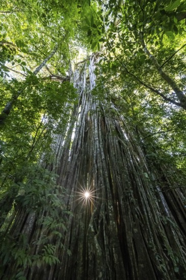 Hanging roots of a giant strangler fig (Ficus americana), looking upwards, sun star in the