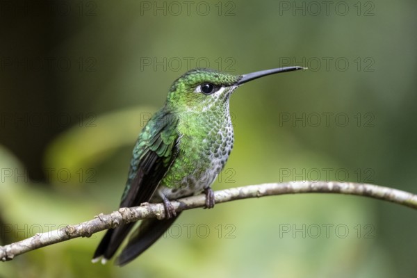 Green-crowned brilliant (Heliodoxa jacula), adult female sitting on a branch, Monteverde Cloud