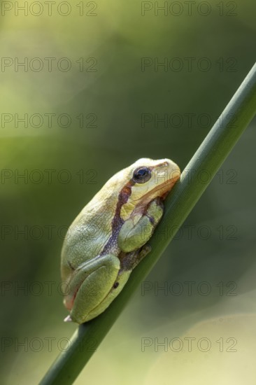 Tree frog (Hyla arborea), Lower Saxony, Germany, Europe