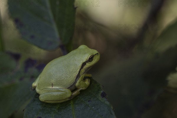 Tree frog (Hyla arborea), Lower Saxony, Germany, Europe