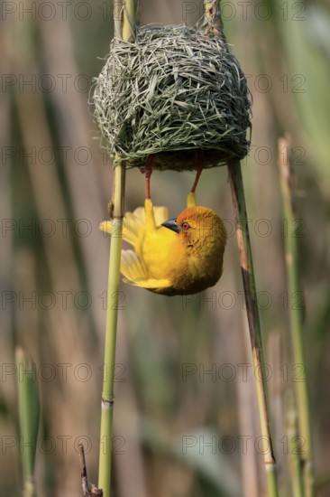 Eastern golden weaver (Ploceus subaureus), adult, male, at the nest, mating, Saint Lucia Estuary,