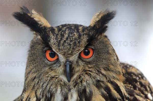 Eurasian Eagle-owl (Bubo bubo), adult portrait in winter, Zdarske Vrchy, Bohemian-Moravian