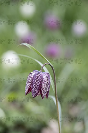 Snake's head fritillary (Fritillaria meleagris), Emsland, Lower Saxony, Germany, Europe