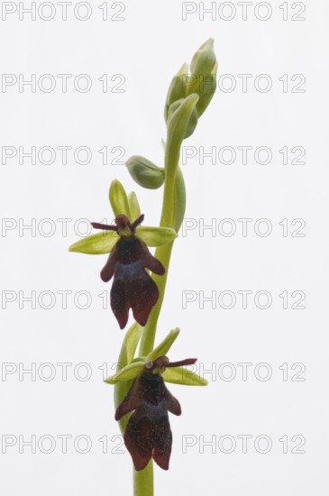 Fly orchid (Ophrys insectifera), Lower Saxony, Germany, Europe