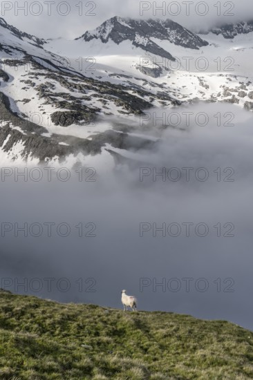 Sheep on a mountain meadow in front of a mountain landscape, high fog in the valley, behind