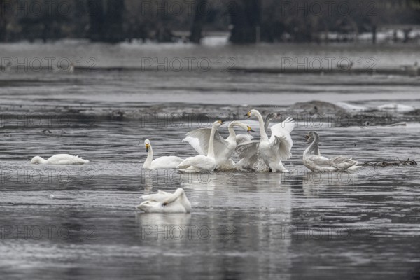Tundra swans (Cygnus bewickii), fighting, Emsland, Lower Saxony, Germany, Europe