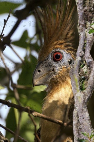 Hoatzin portrait, Opisthocomus hoazin, Amazon Basin, Brazil, South America