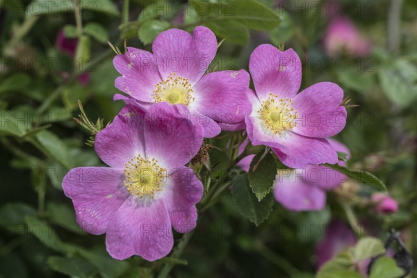 Sweet briar (Rosa rubiginosa), Mecklenburg-Western Pomerania, Germany, Europe