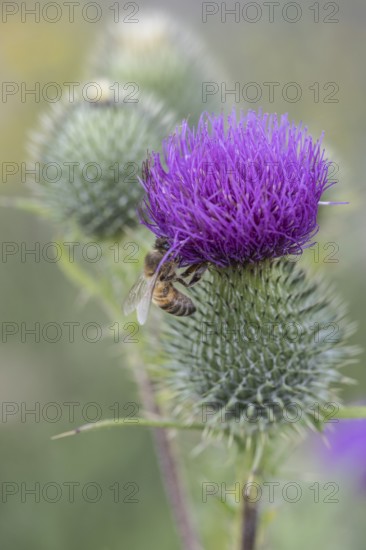 Honey bee (Apis mellifera) on creeping thistle (Cirsium hydrophilum), Emsland, Lower Saxony,