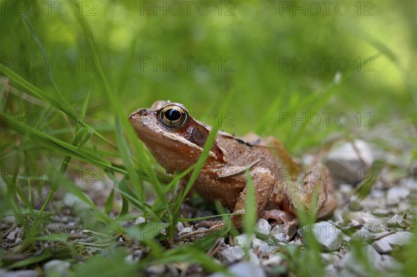 Agile frog (Rana dalmatina) in the grass, Chiemgau, Bavaria, Germany, Europe