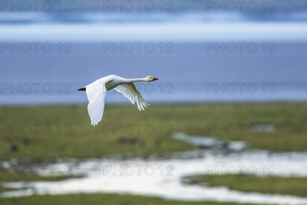 Tundra Swan, Bewick's Swan, Cygnus columbianus at winter in Slimbridge, England, United Kingdom,