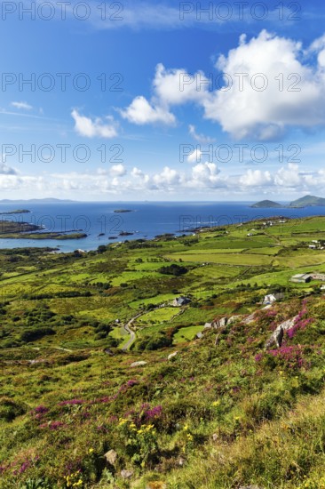Typical coastline, blooming heather, Scariff and Deenish Islands on the horizon, view from above,
