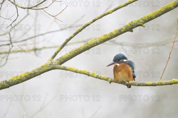 A kingfisher (Alcedo atthis) sits on a branch covered with lichen in a quiet, wintry landscape,