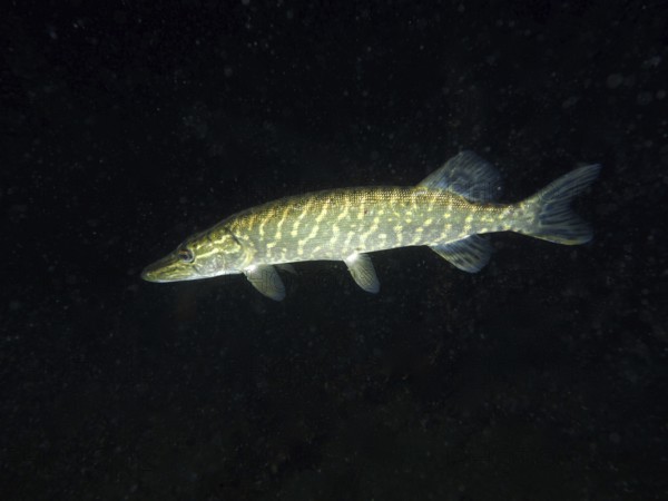 A pike (Esox lucius) swimming in a nocturnal underwater scene, dive site Wildsau, Berlingen, Lake