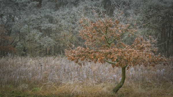 View of young oak tree growing at the edge of the forest with frozen hoarfrost, landscape photo,