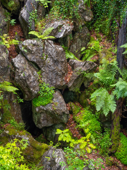 Dense vegetation between rocks in the Felsenmeer nature reserve, near Hemer in the Sauerland region