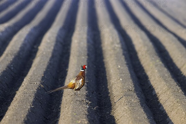 Common pheasant, ring-necked pheasant (Phasianus colchicus) male, cock foraging on potato field in