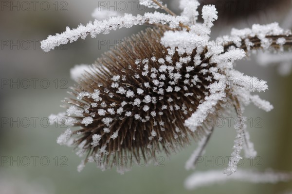 Wild teasel (Dipsacus fullonum), dried inflorescences with hoarfrost, North Rhine-Westphalia,