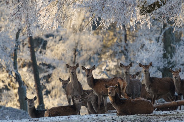 A herd of female red deer (Cervus elaphus) stands against the light in a meadow covered in