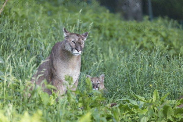 One female cougar, Puma concolor, sitting in a green meadow with a kitten right of her