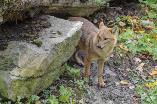 A golden jackal (Canis aureus) stands behind a rock under a rotting tree