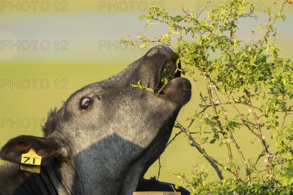 Domestic cattle or cow (Bos taurus) adult farm animal eating a wild rose bush in a hedgerow,
