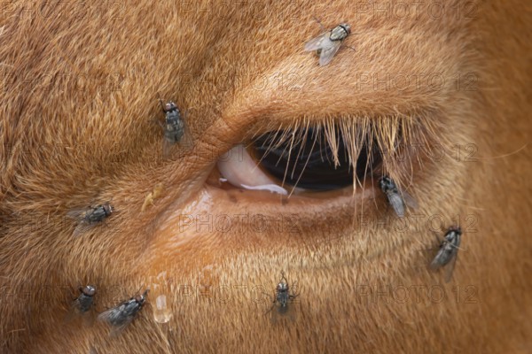Domestic cattle or cow (Bos taurus) adult farm animal close up of its eye with flies around it,