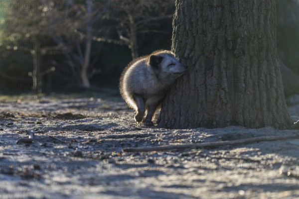 One arctic fox (Vulpes lagopus), (white fox, polar fox, or snow fox) leaning against a tree in