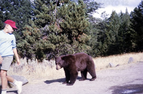 Black bear (Ursus americanus) running after a child, Yellowstone National Park, Wyoming, USA 1963