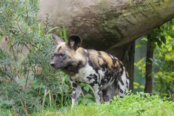 African wild dog, Lycaon pictus, running through the green vegetation