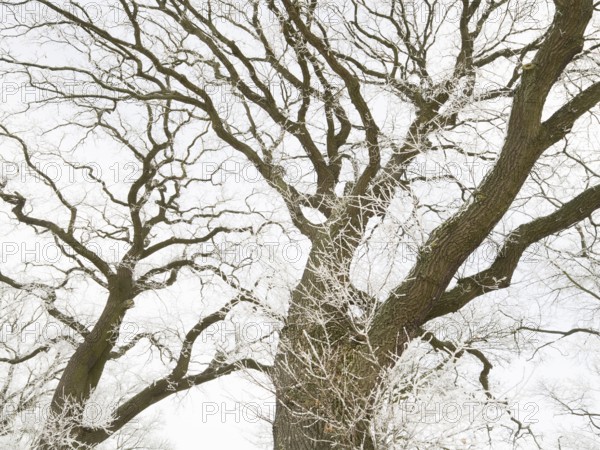 Oak Trees (Quercus robur), crowns of the trees covered in hoarfrost against a pale sky, in winter,