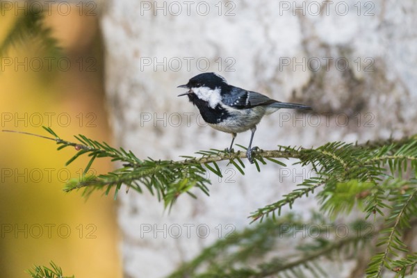 Cole Tit, (Parus ater), male adult, perched on a fir tree branch, singing, Hesse, Germany, Europe