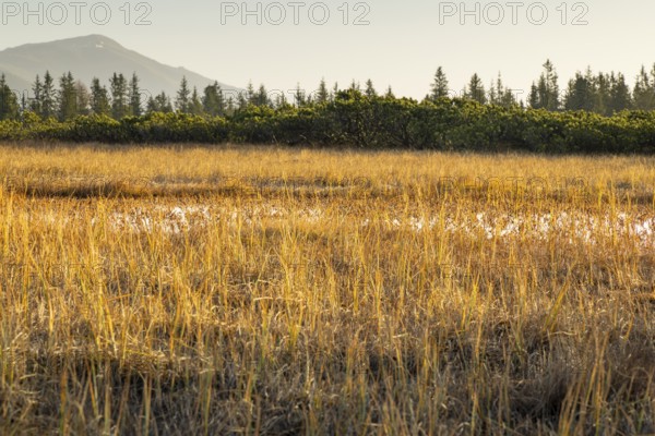 High moor, golden-coloured light over meadows with mountains and forests in the background,