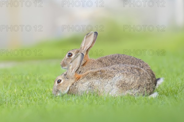 Two wild rabbits (Oryctolagus cuniculus), in a meadow, fully grown, alert, wildlife, nature